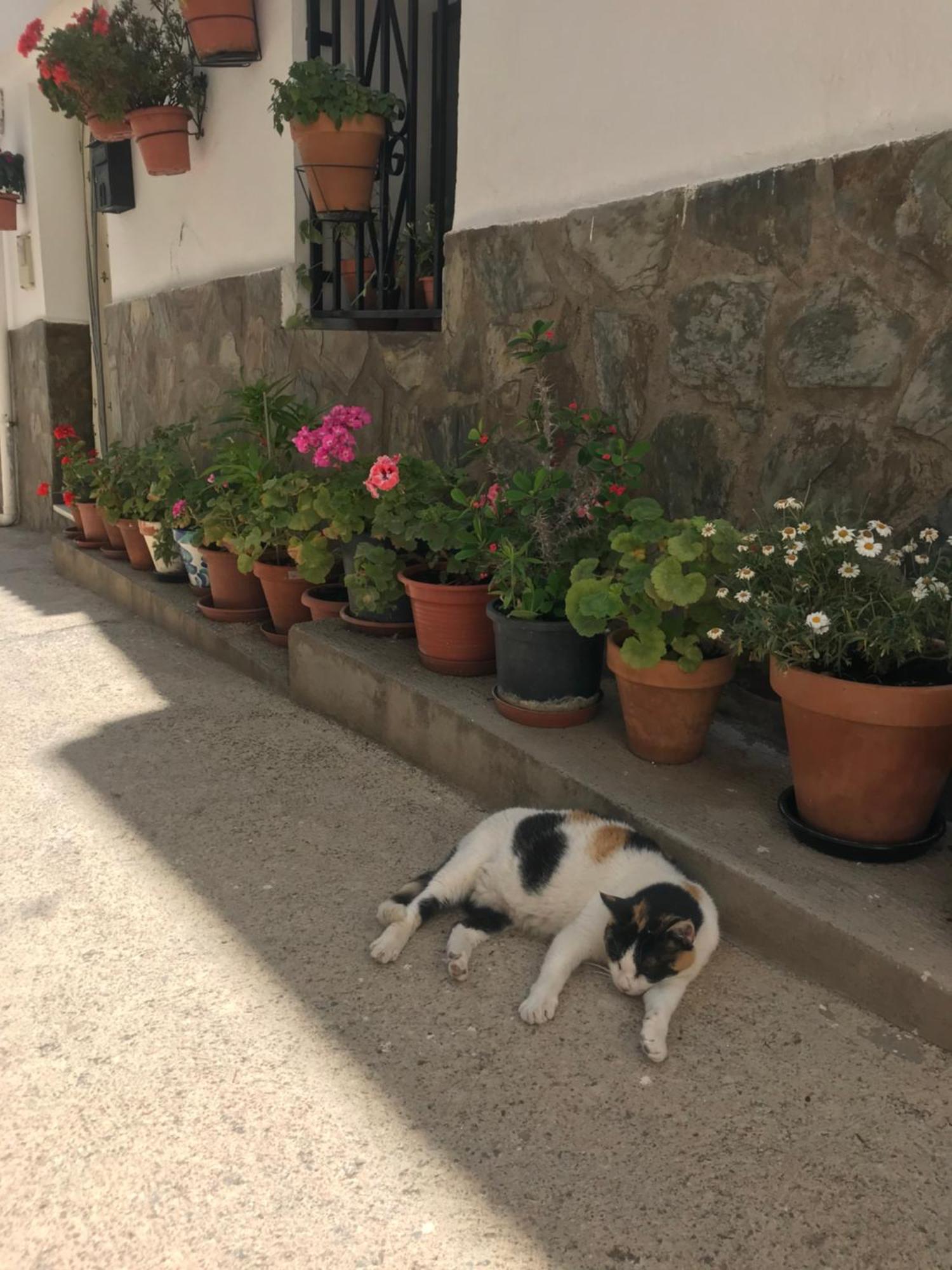 Casa Amigos Sorvilan- La Palmera Exteriör bild